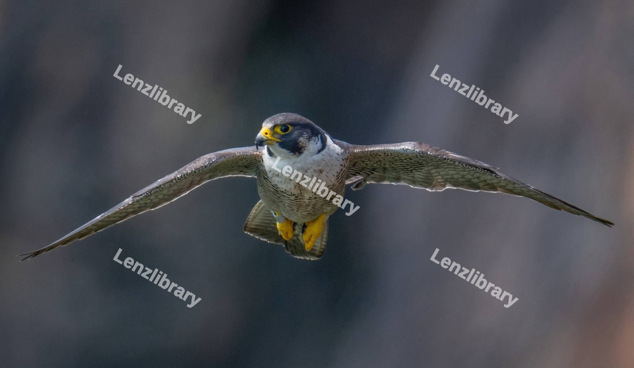 Peregrine Falcon